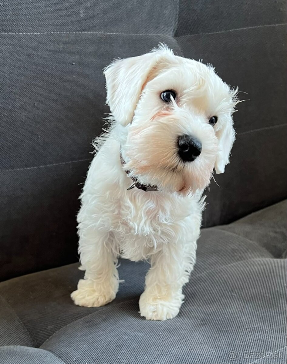 Bradáč malý biely s PP - 3