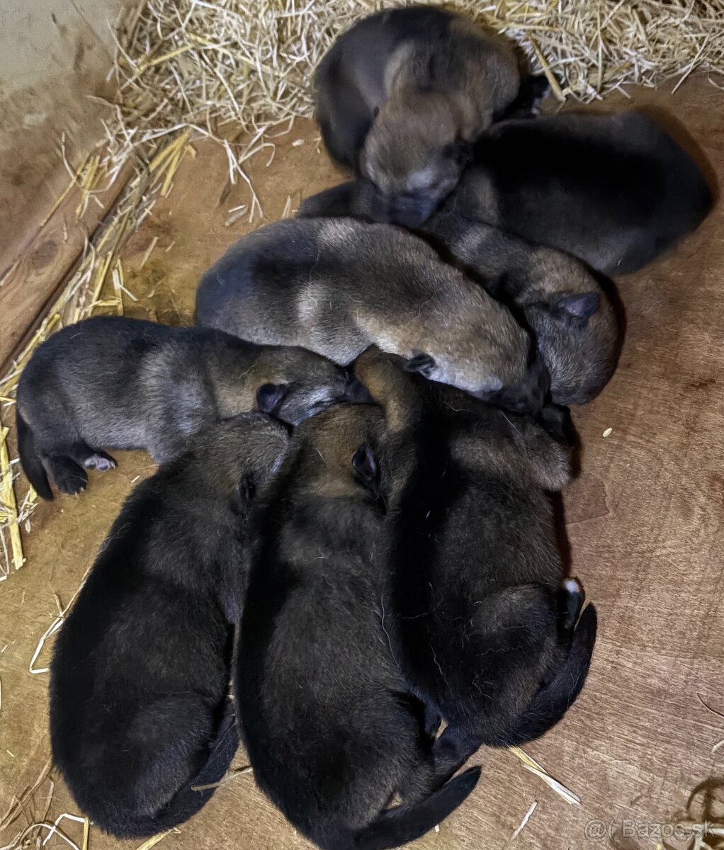 Československý vlčiak bez PP - 3