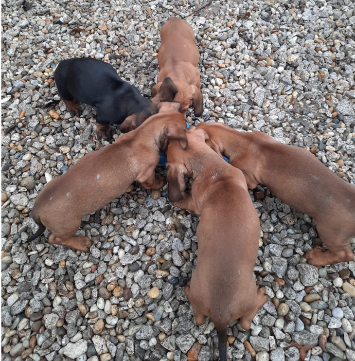 Predám šteniatka Jazvečík krátkosrstý - 3