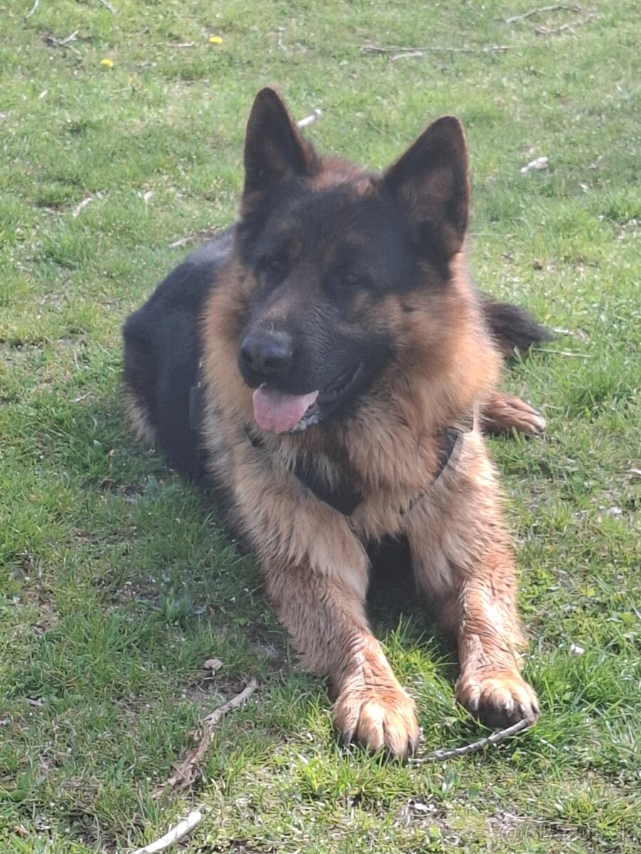 Nemecký ovčiak - krytie - 3