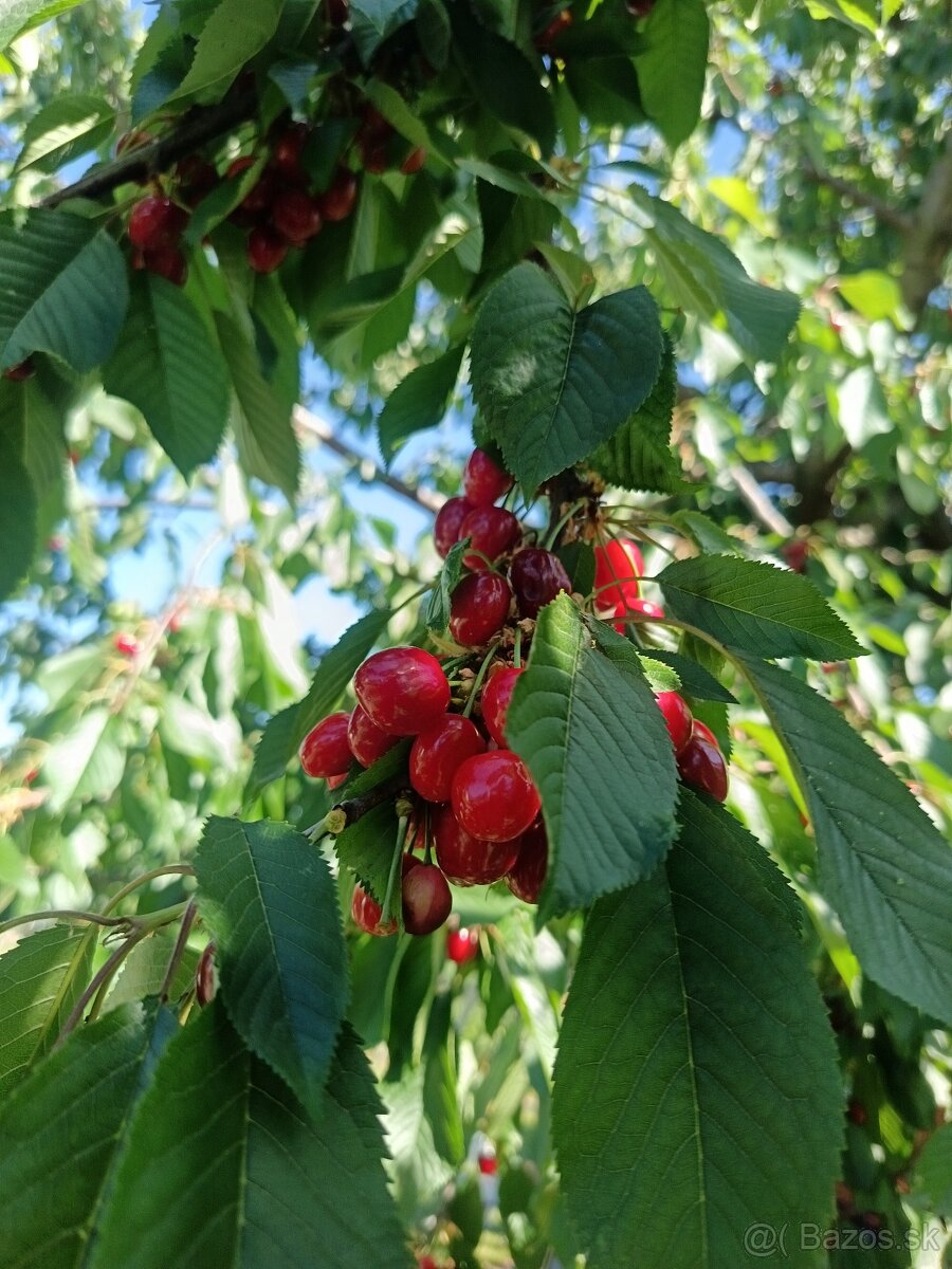 Čerešne - 3
