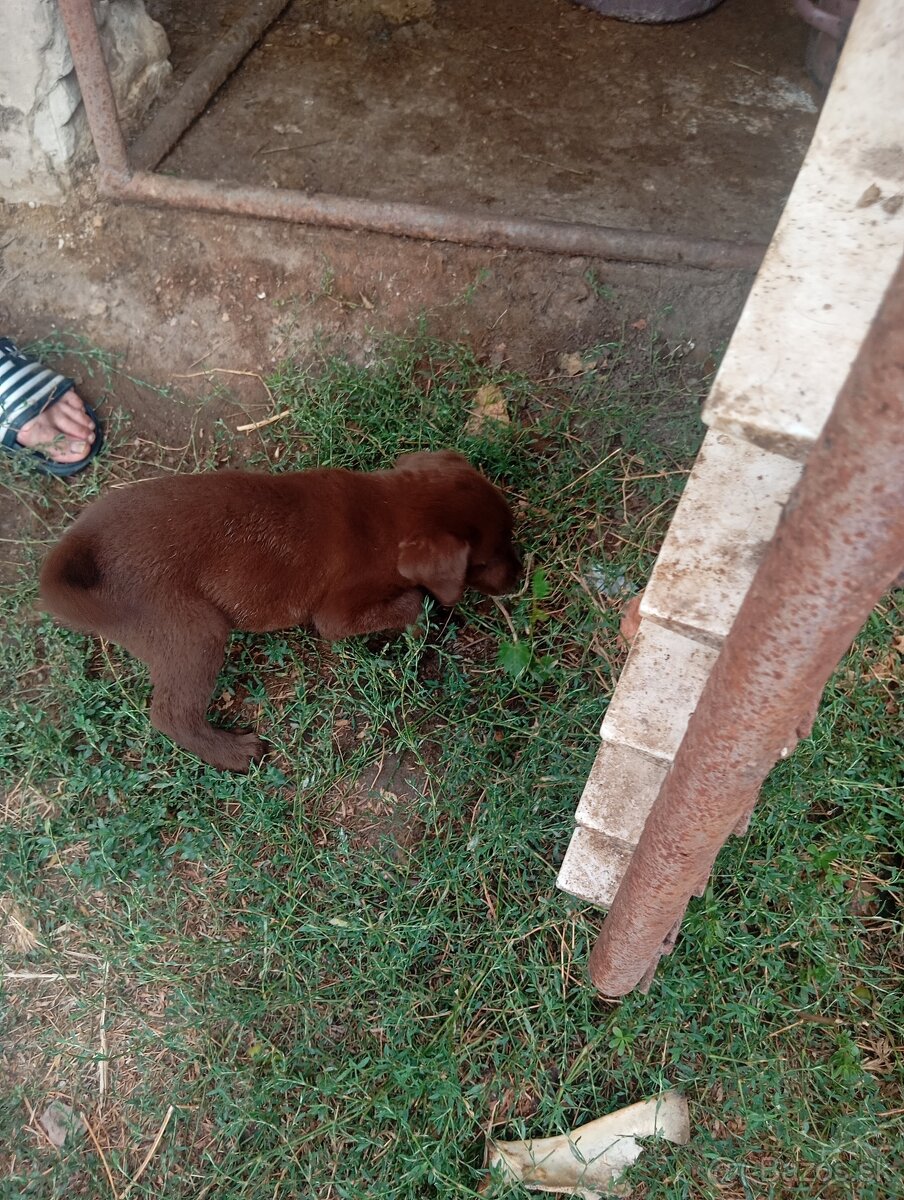 Šteniatka labradora - 3