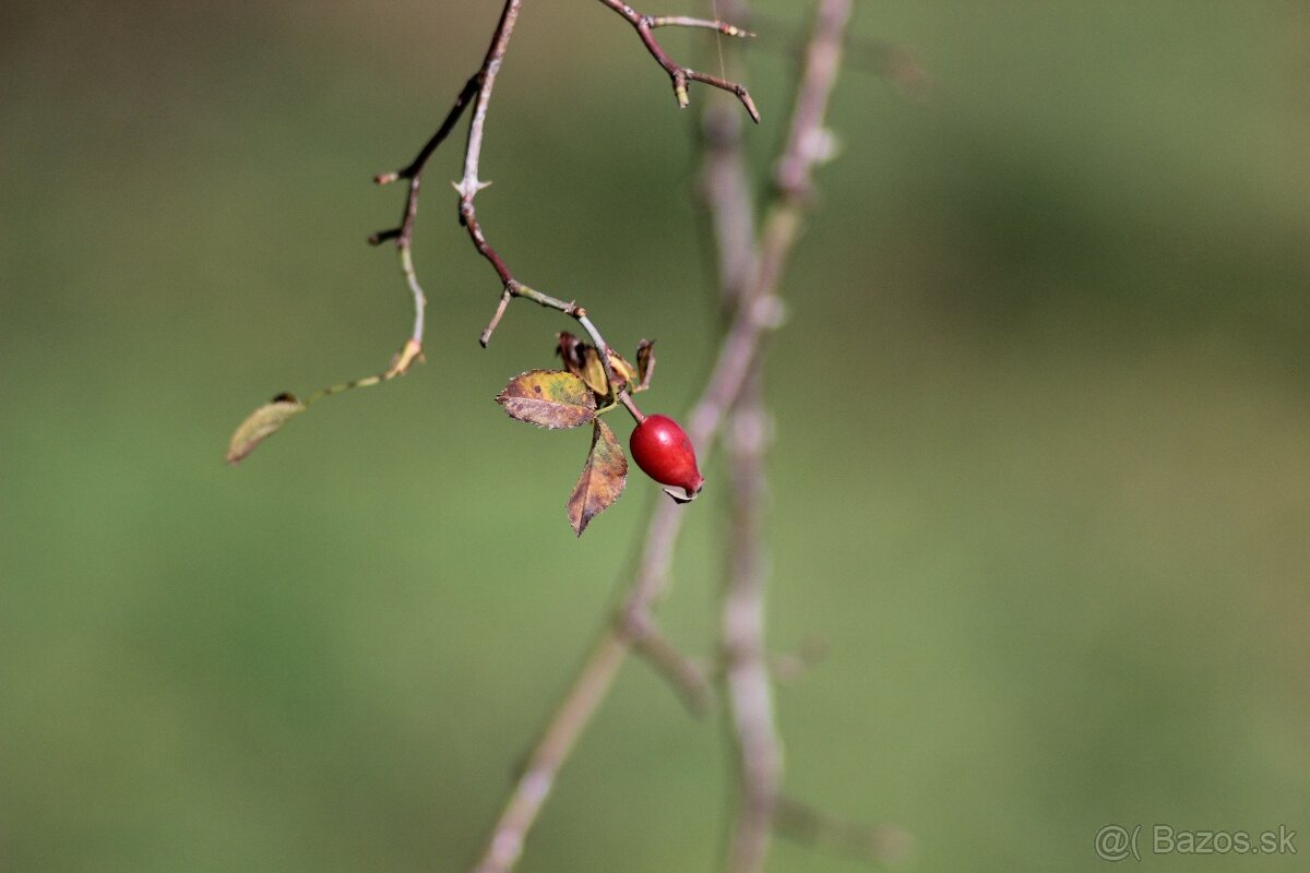 Pentacon 200mm f4 GDR, M42 závit 15 lamelová clona - 3