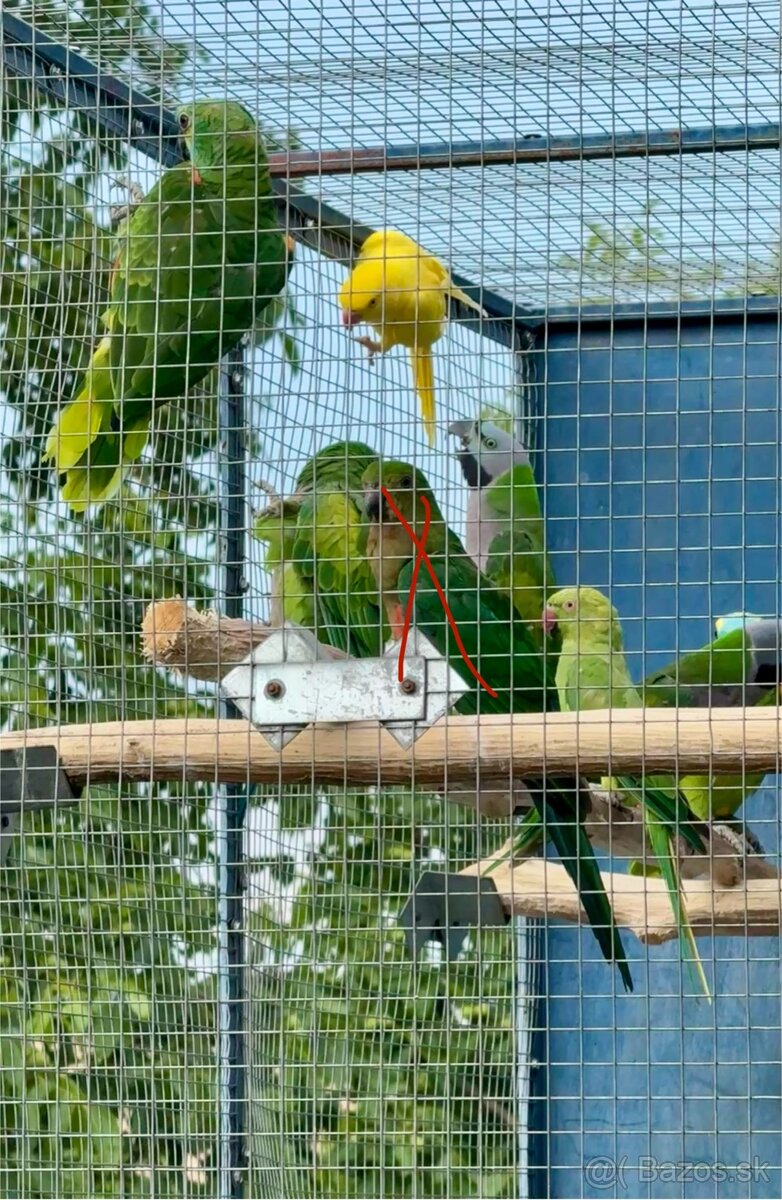 Alexander malý (zelený, žltý) a čínsky - 3