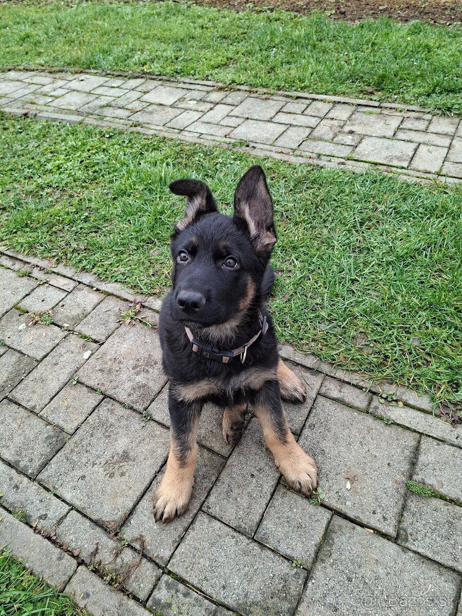 Nemecký Ovčiak - 3