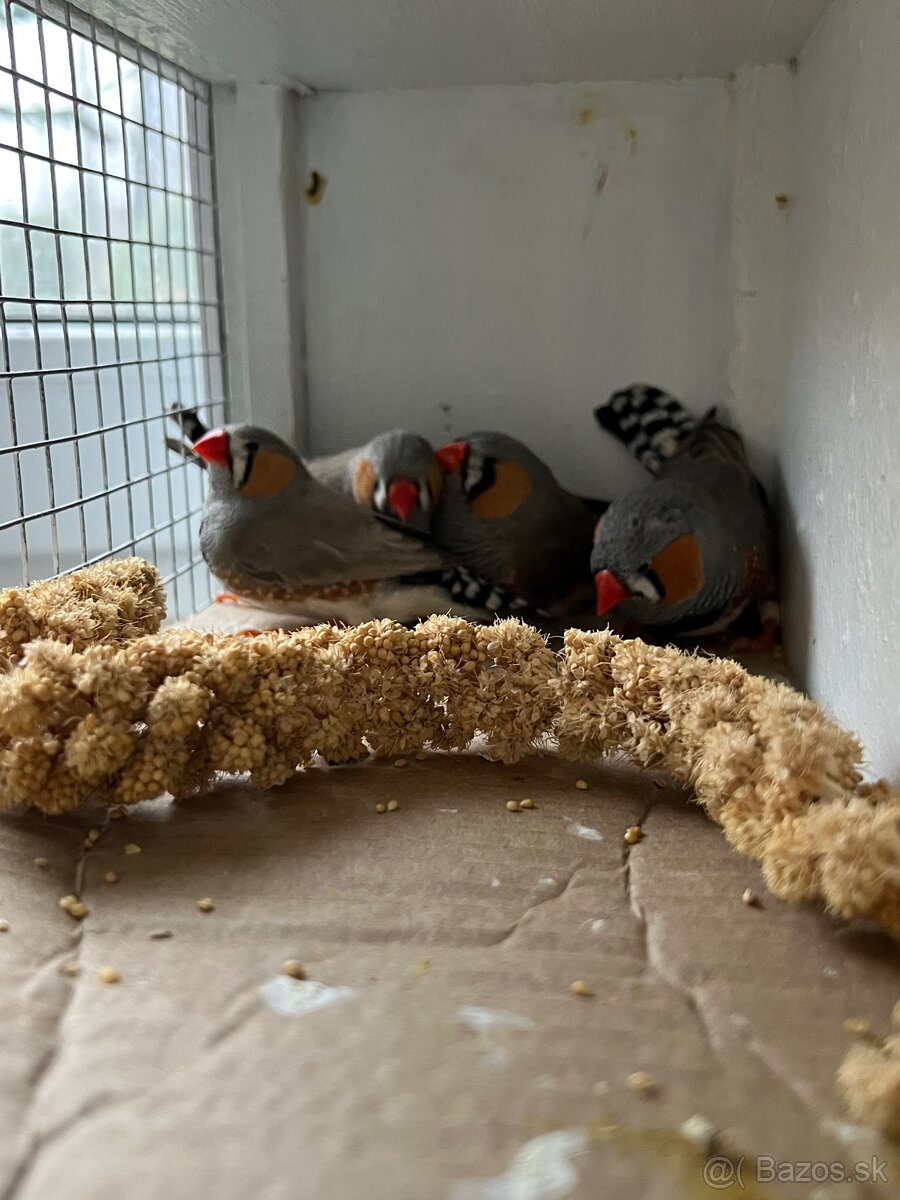 Predám Zebričky - 3