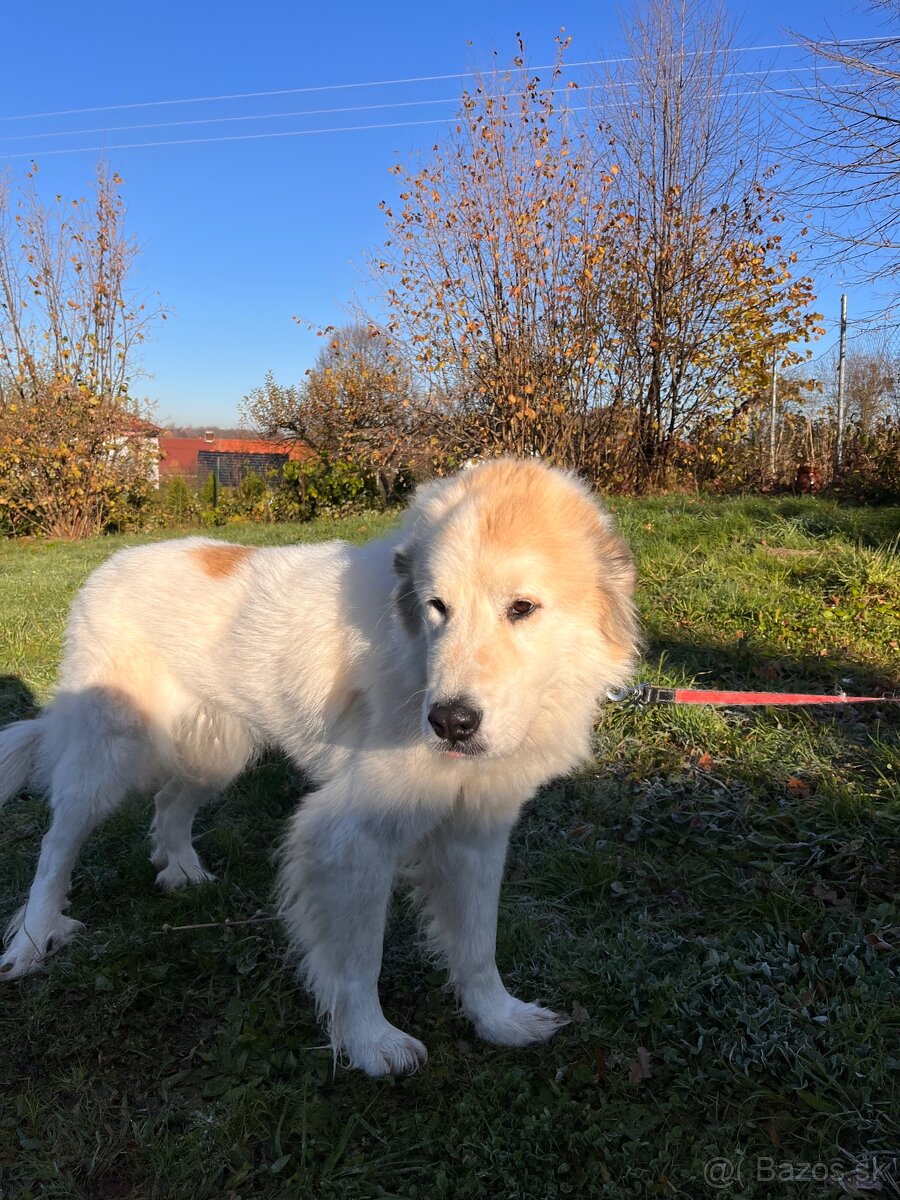 Pyrenejský horský pes - 3