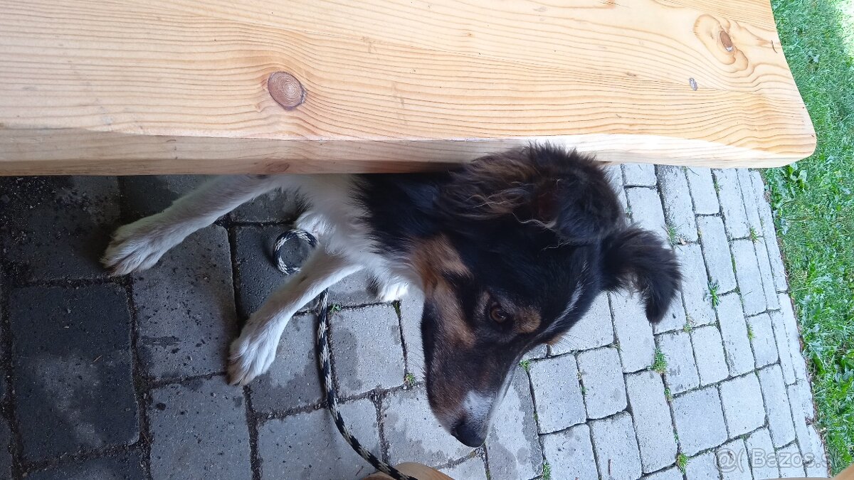 Darujem border koliu - 3