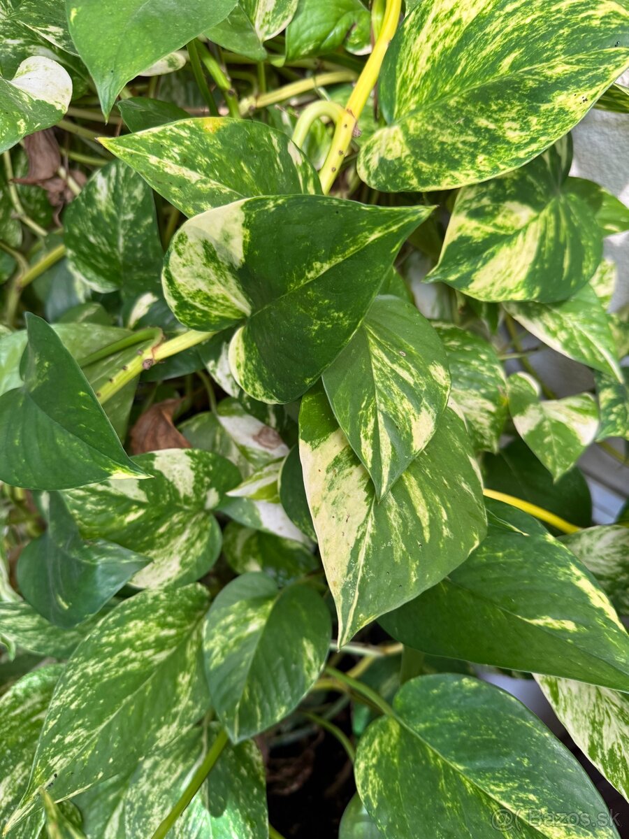 Golden Pothos - 3