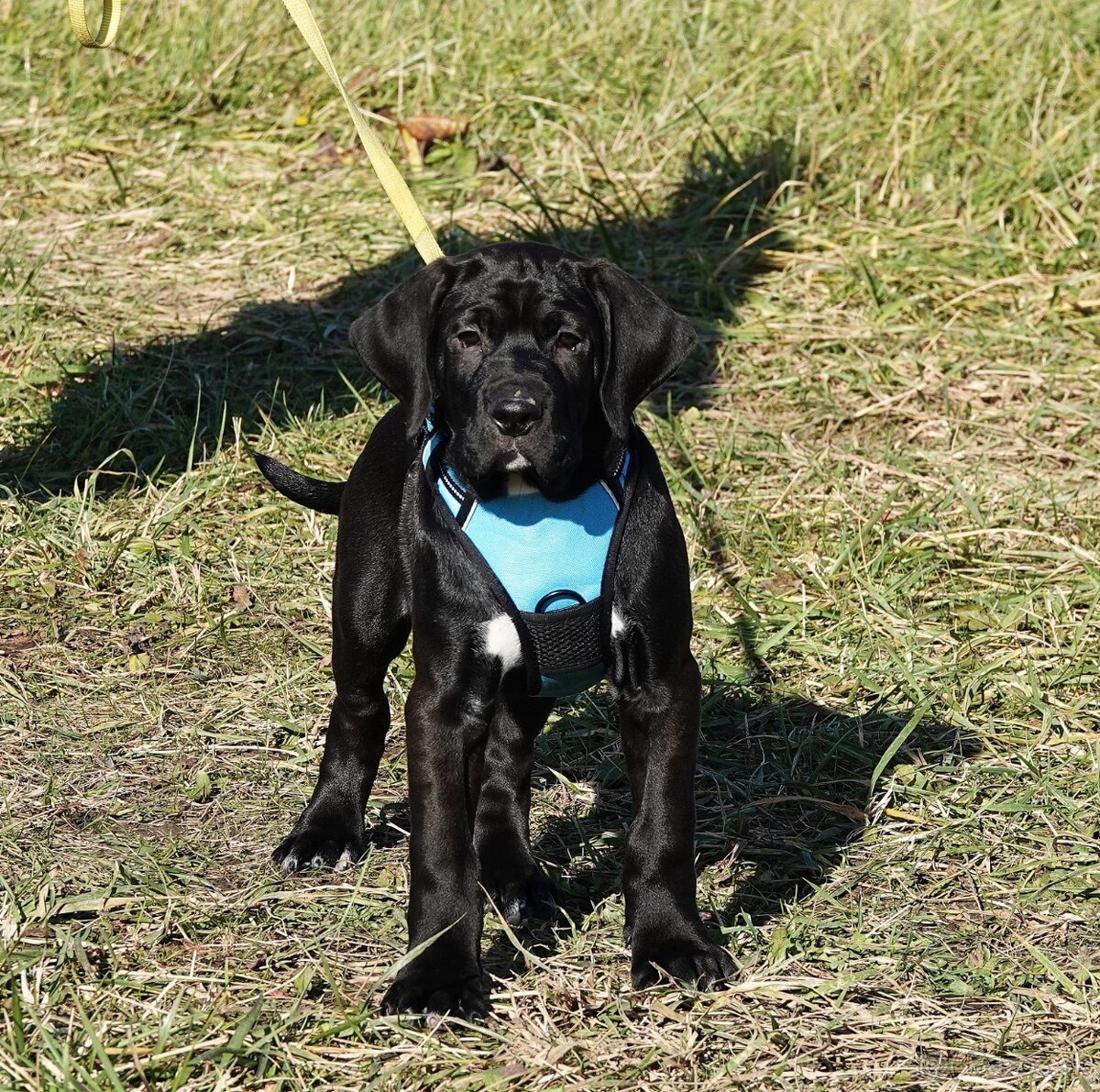 Tosa Inu - kluci k odběru - 3