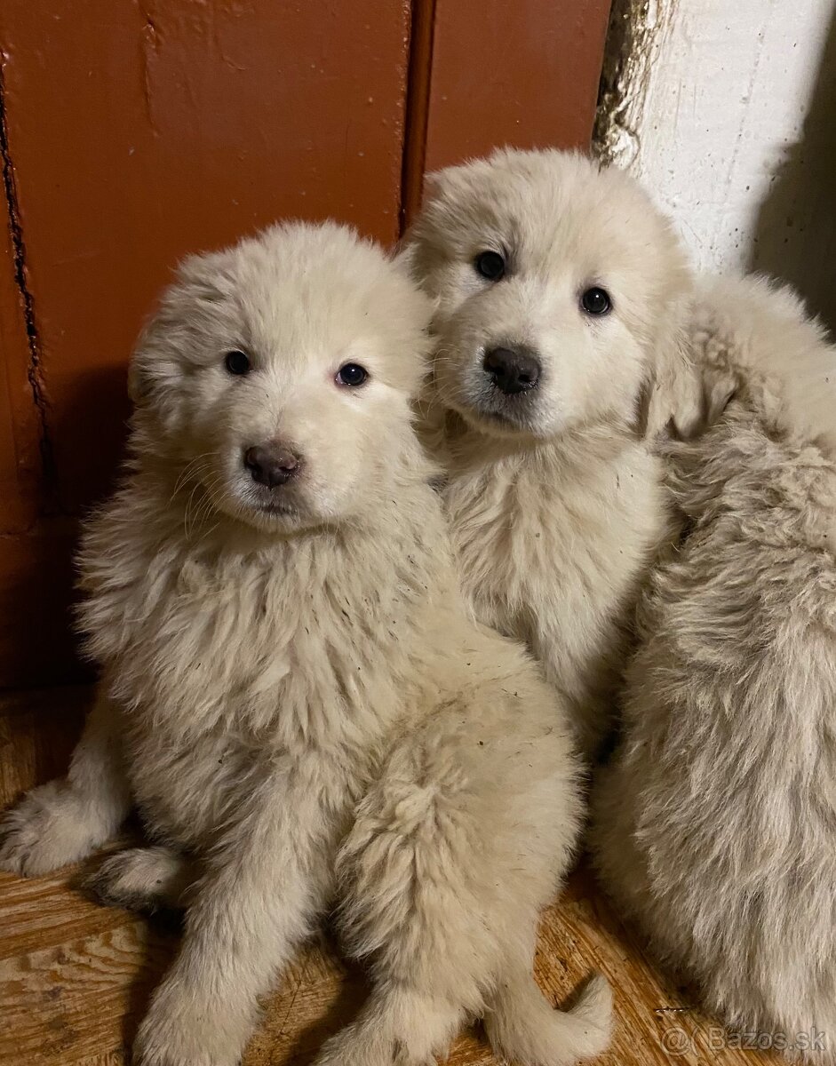 Slovenský čuvač - 3