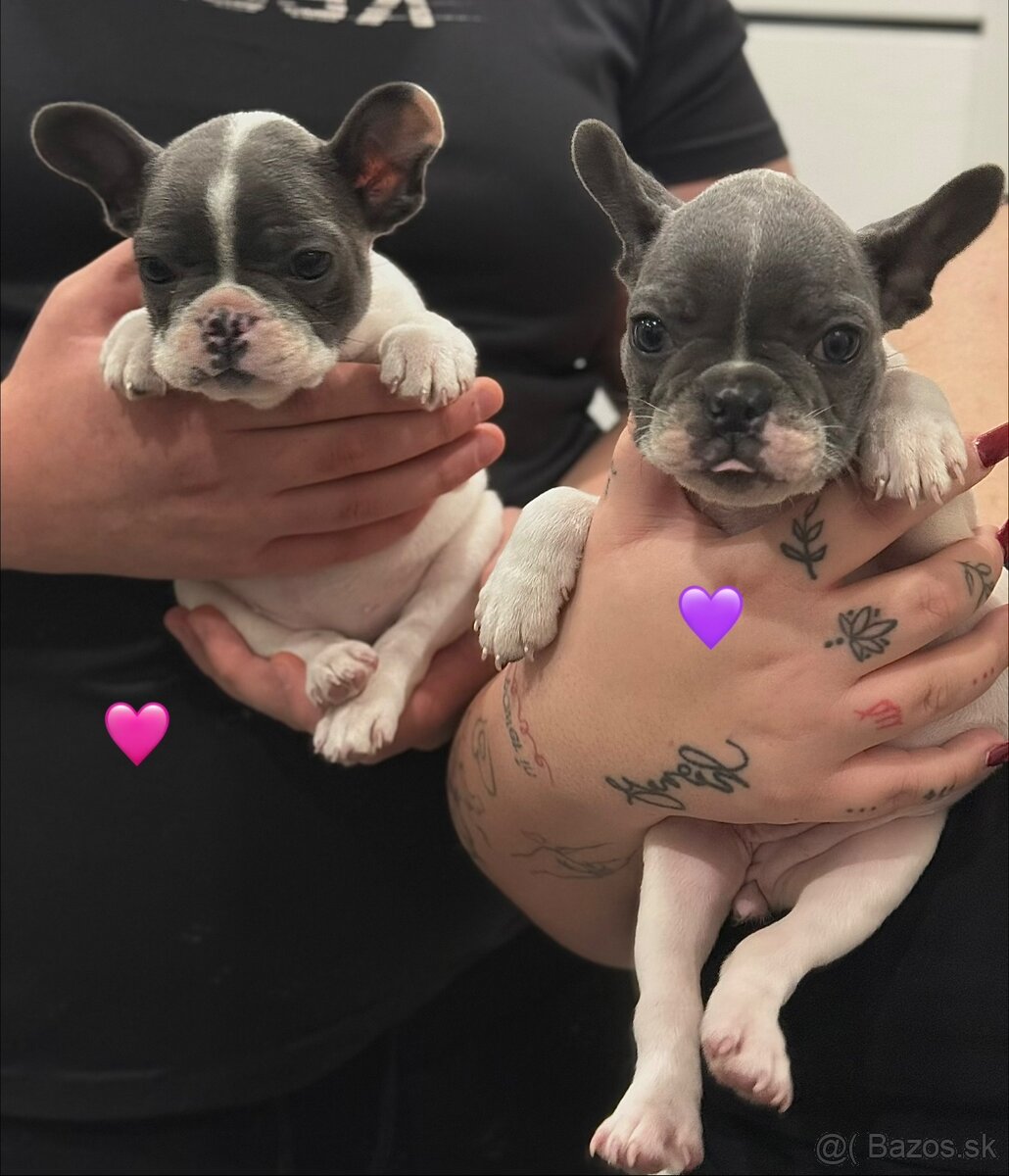 Francúzsky Buldoček Bielo Modrý - 3