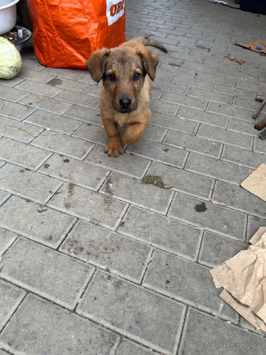 Darujem šteniatko - 3