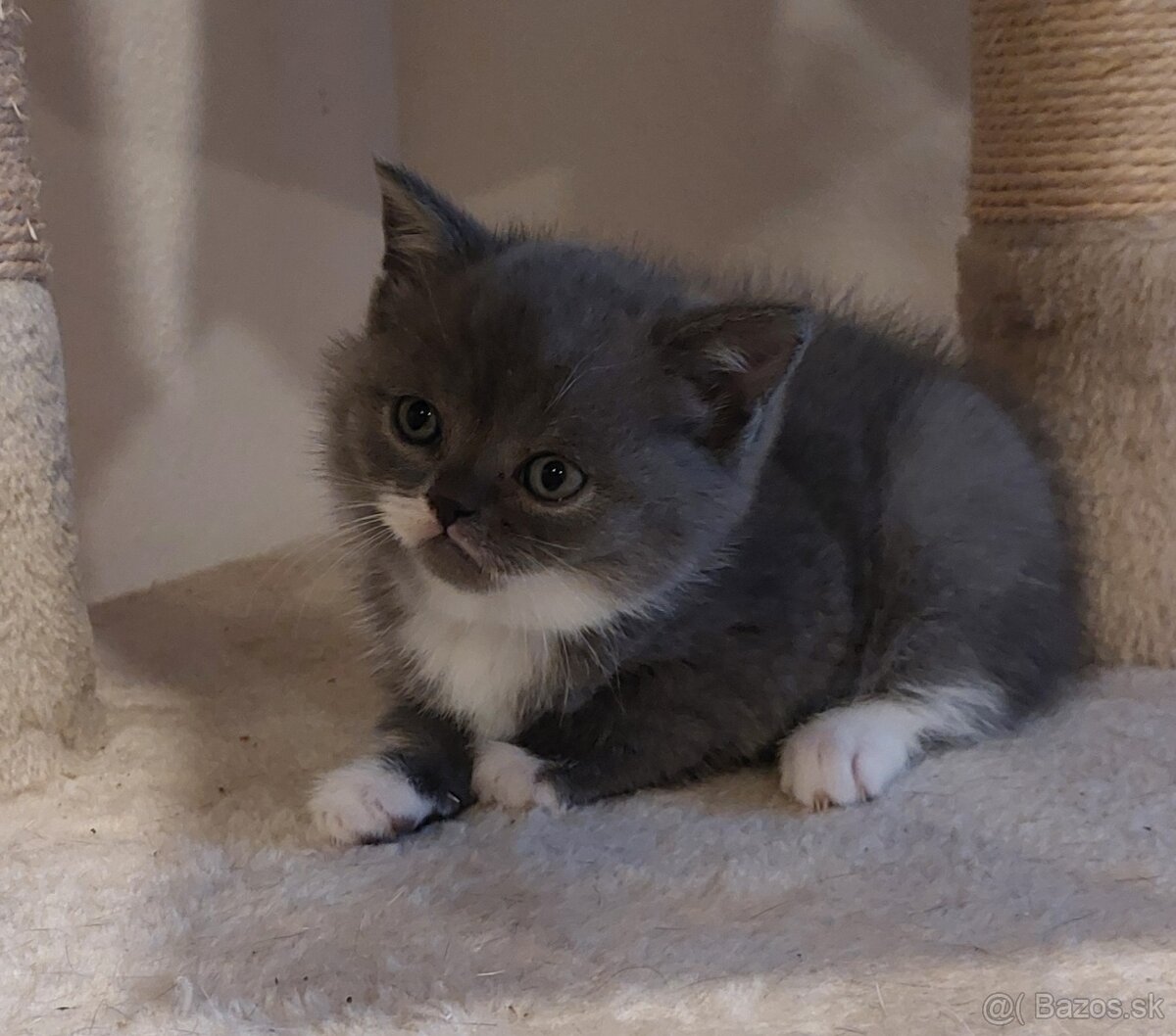 Britské mačiatka - 3