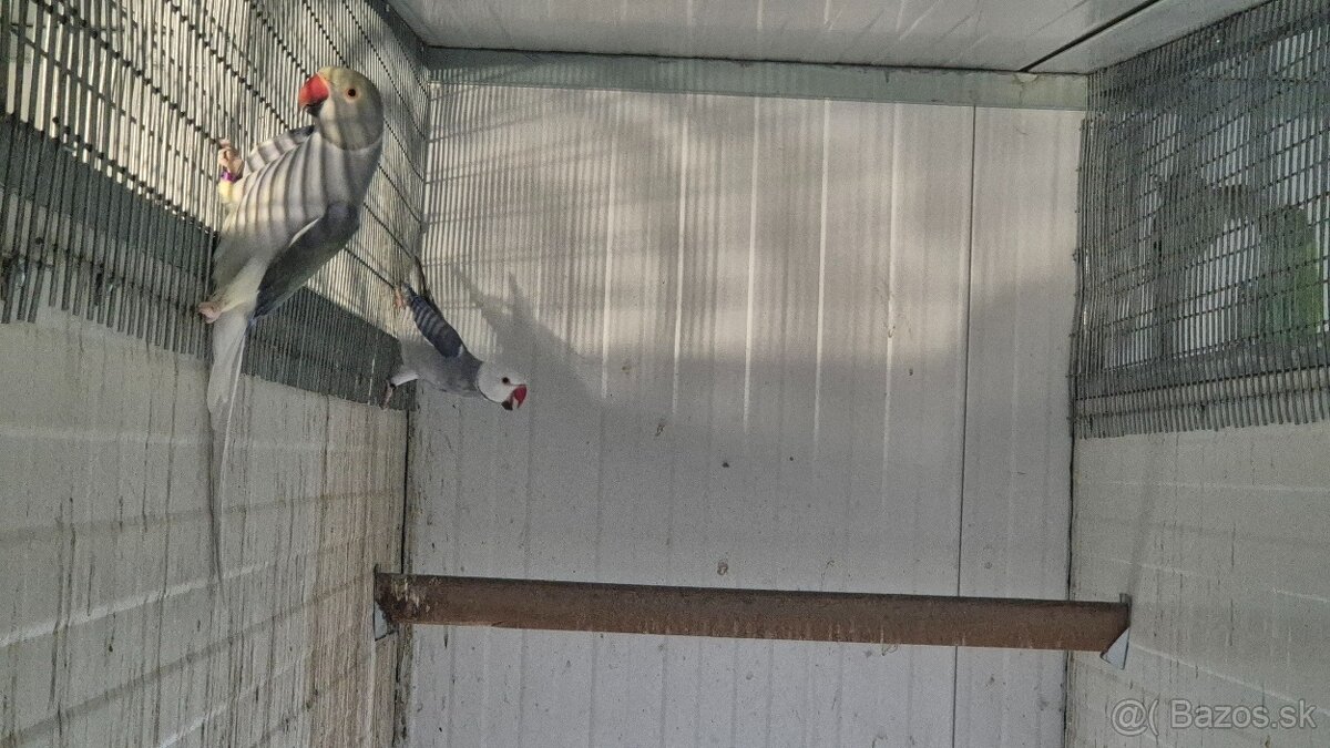 Alexander malý Chovné páriky r. 2021 - 3