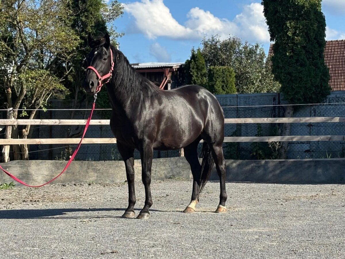 Predam 6r. kobylku - 3