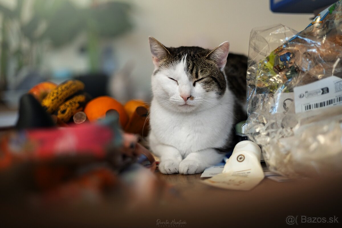 Darujem krásnu mohutnú mačičku Sylvu - 3