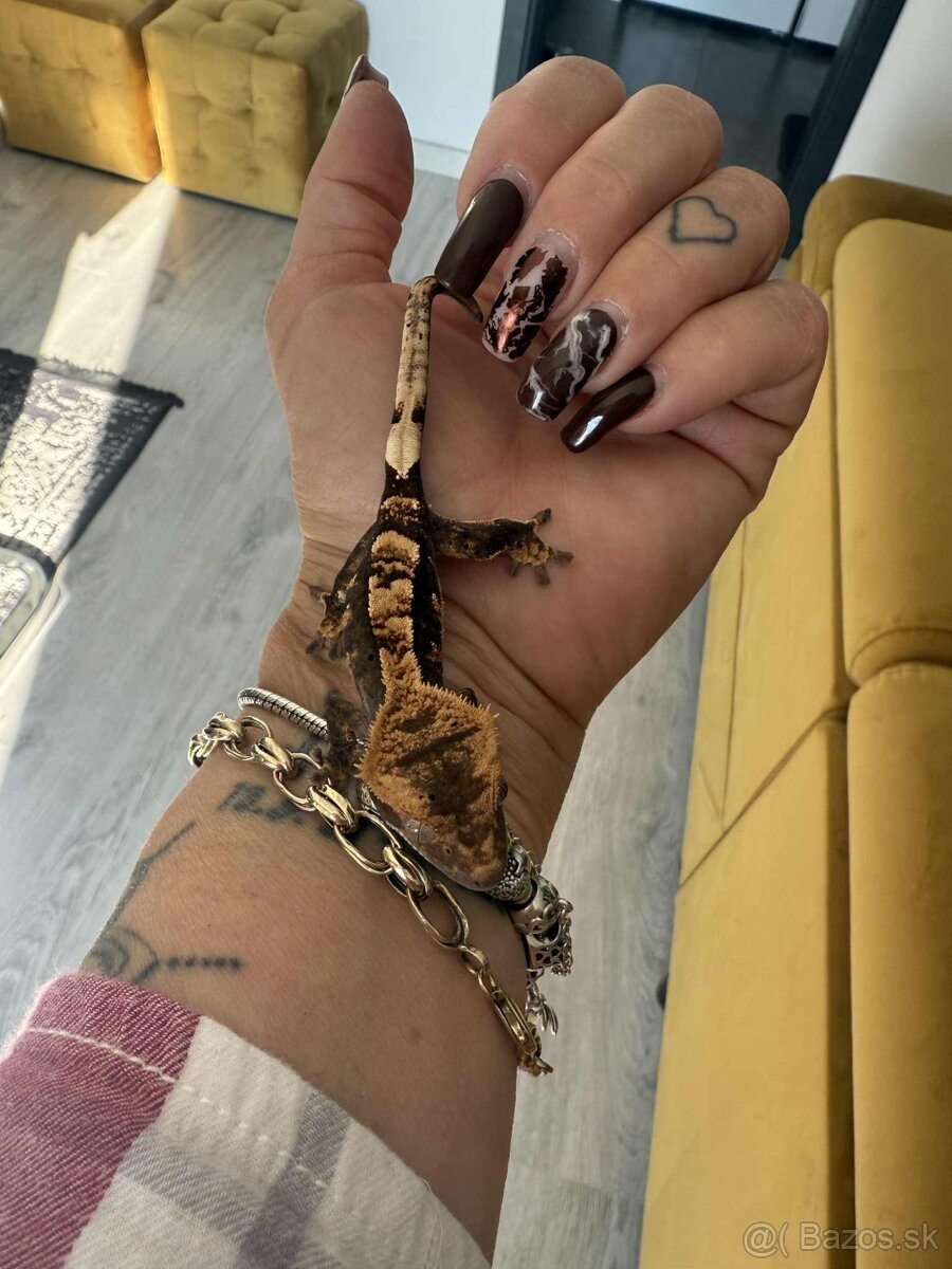 Pagekon riasnatý - 3