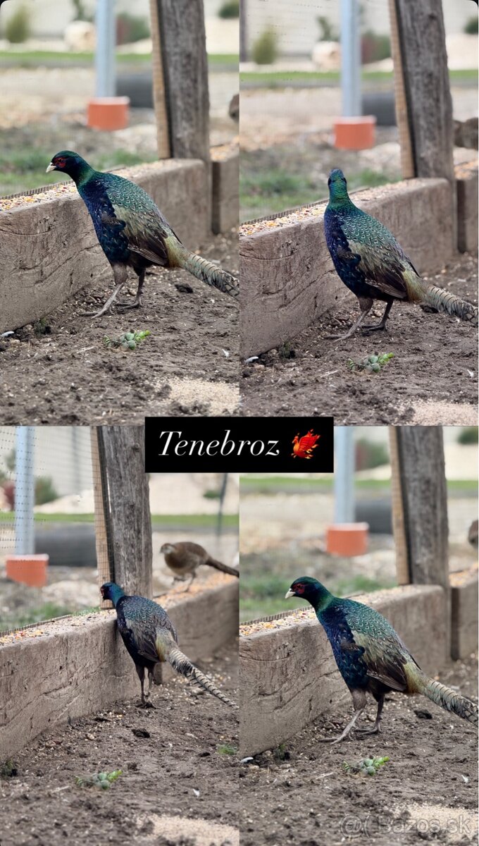 Predám Sebritky a bažanty tenebroz - 3