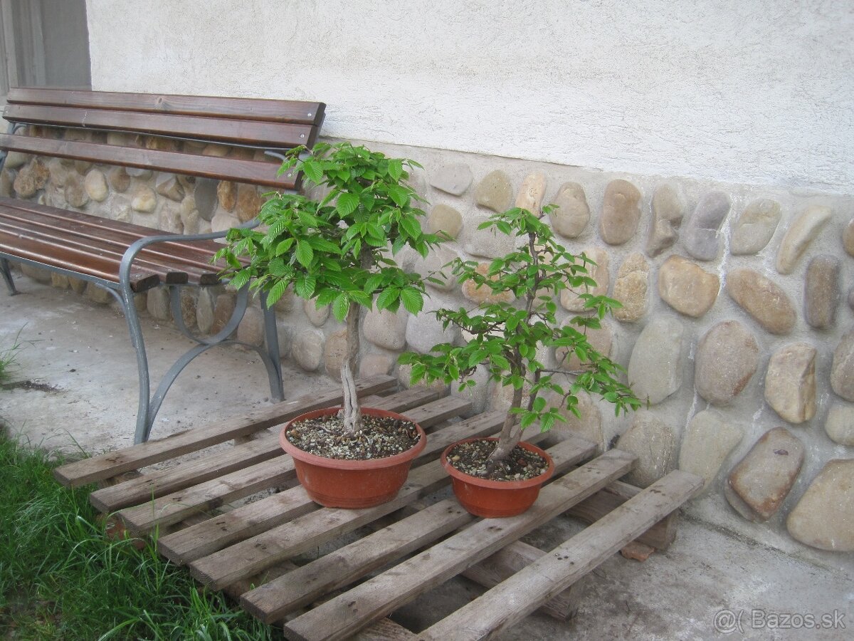 bonsai,bonsaj-hrab 5 - 3