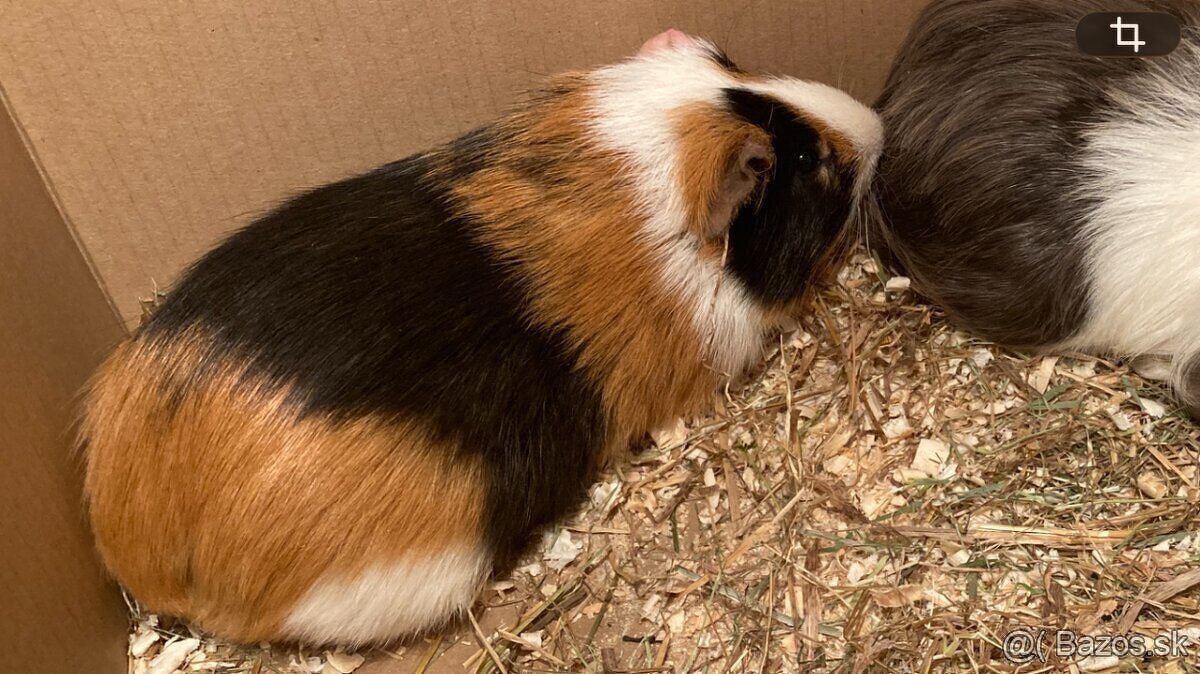 Morča, morčatá, morské prasiatka - 3