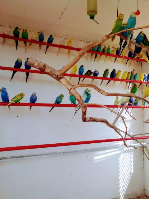 Andulky z vonkajšej voliéry - 3