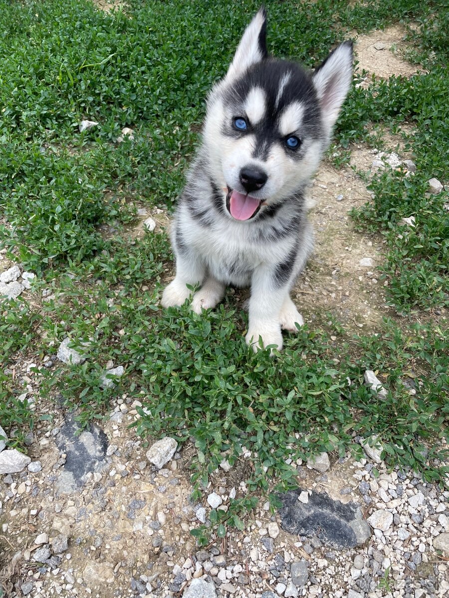 Sibirsky husky - 3