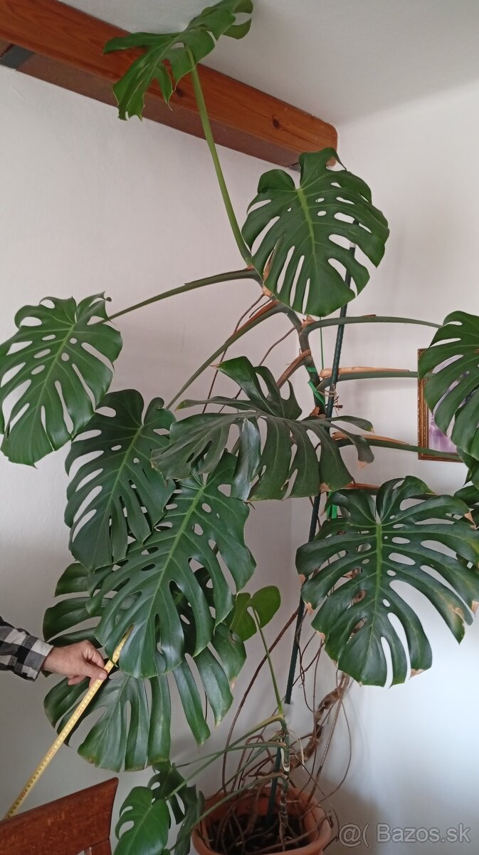 monstera 20 rokov - 3