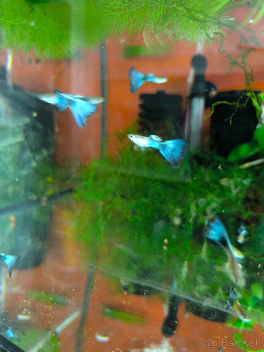 Gupky tuxedo blue - 3