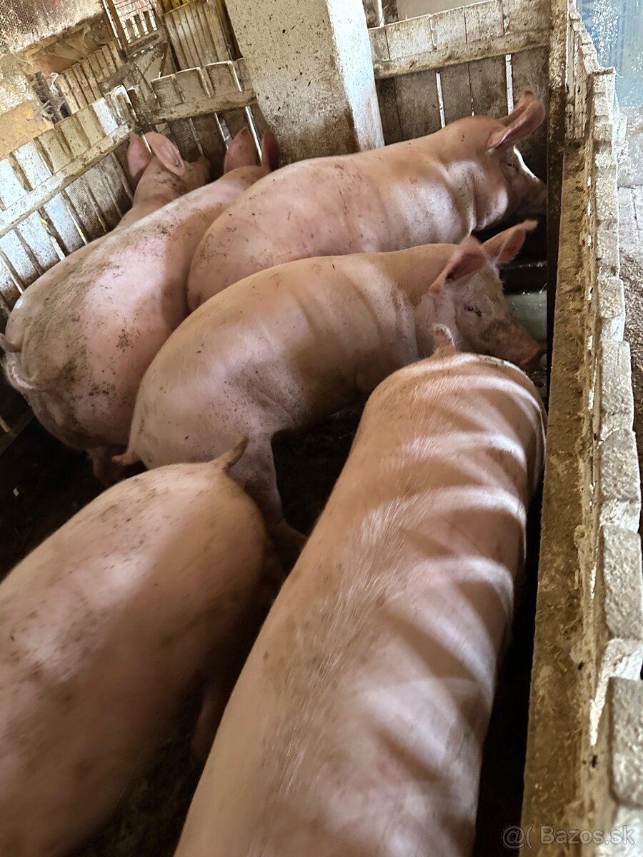 Predám domáce ošípané 150–250 kg - 3