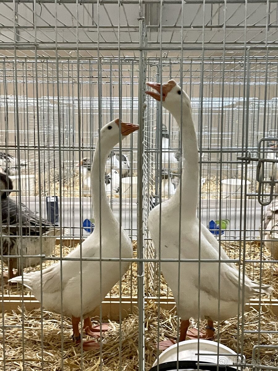 labutia hus biela - 3