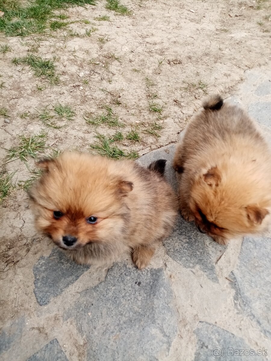 Oranžový špic - pomeranian - 3