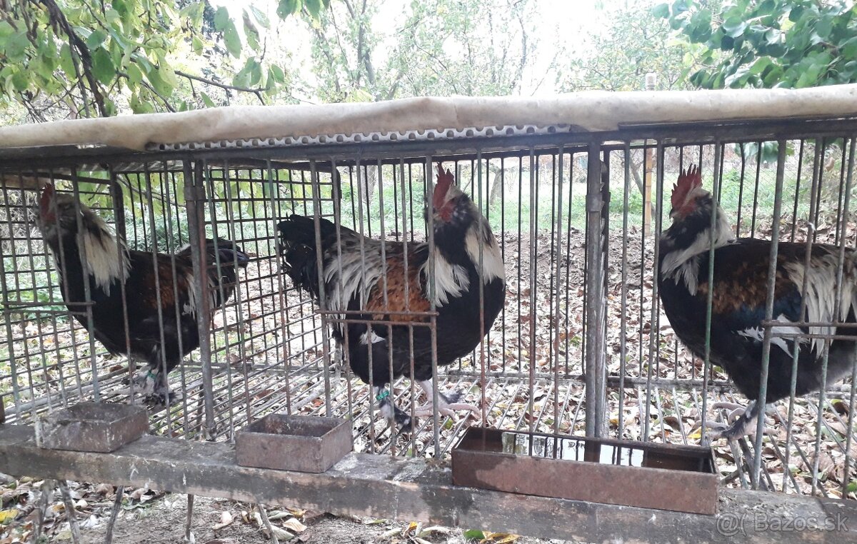 Kohut Faverolka lososova - 3