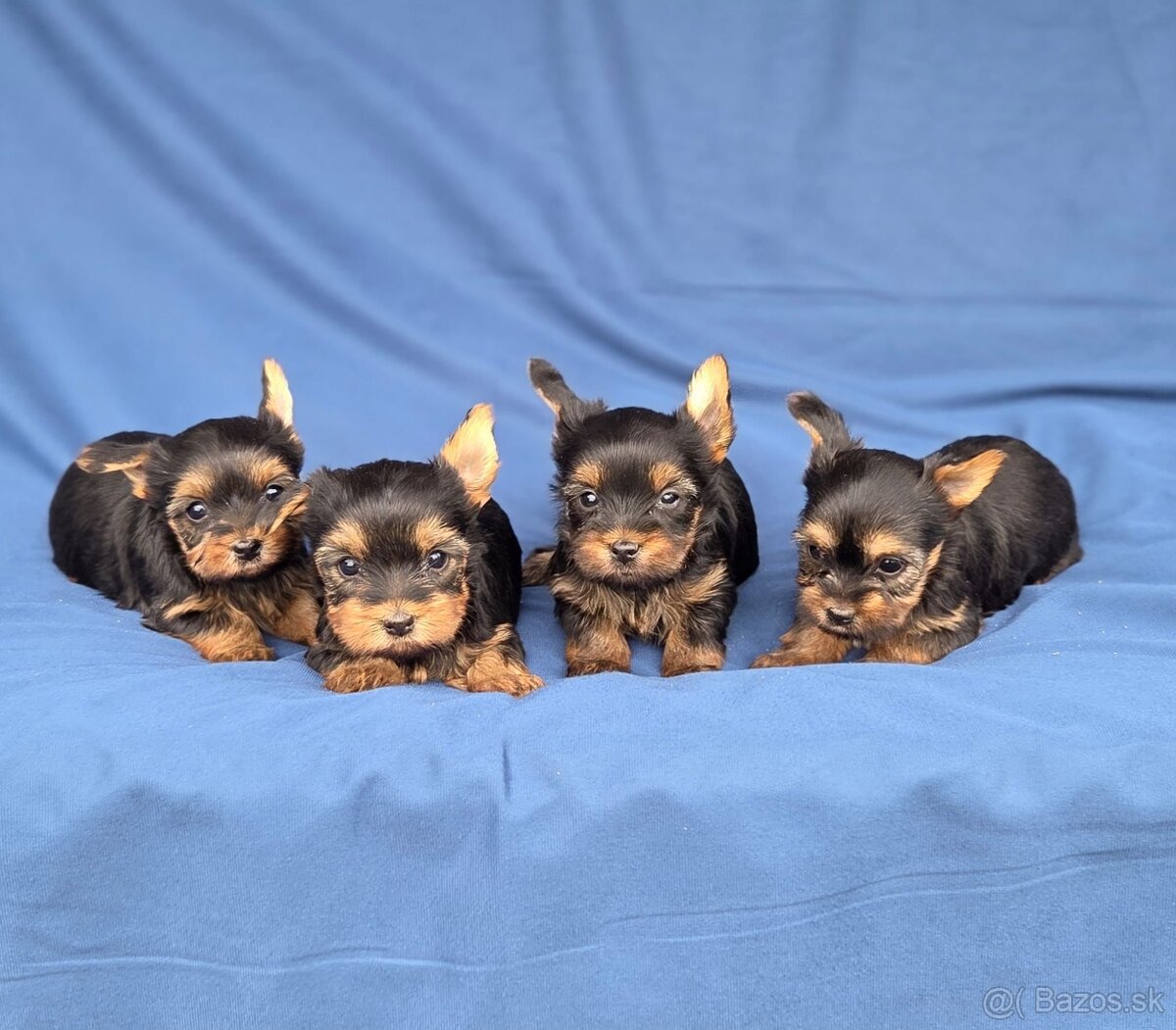 Yorkshirsky terier - 3