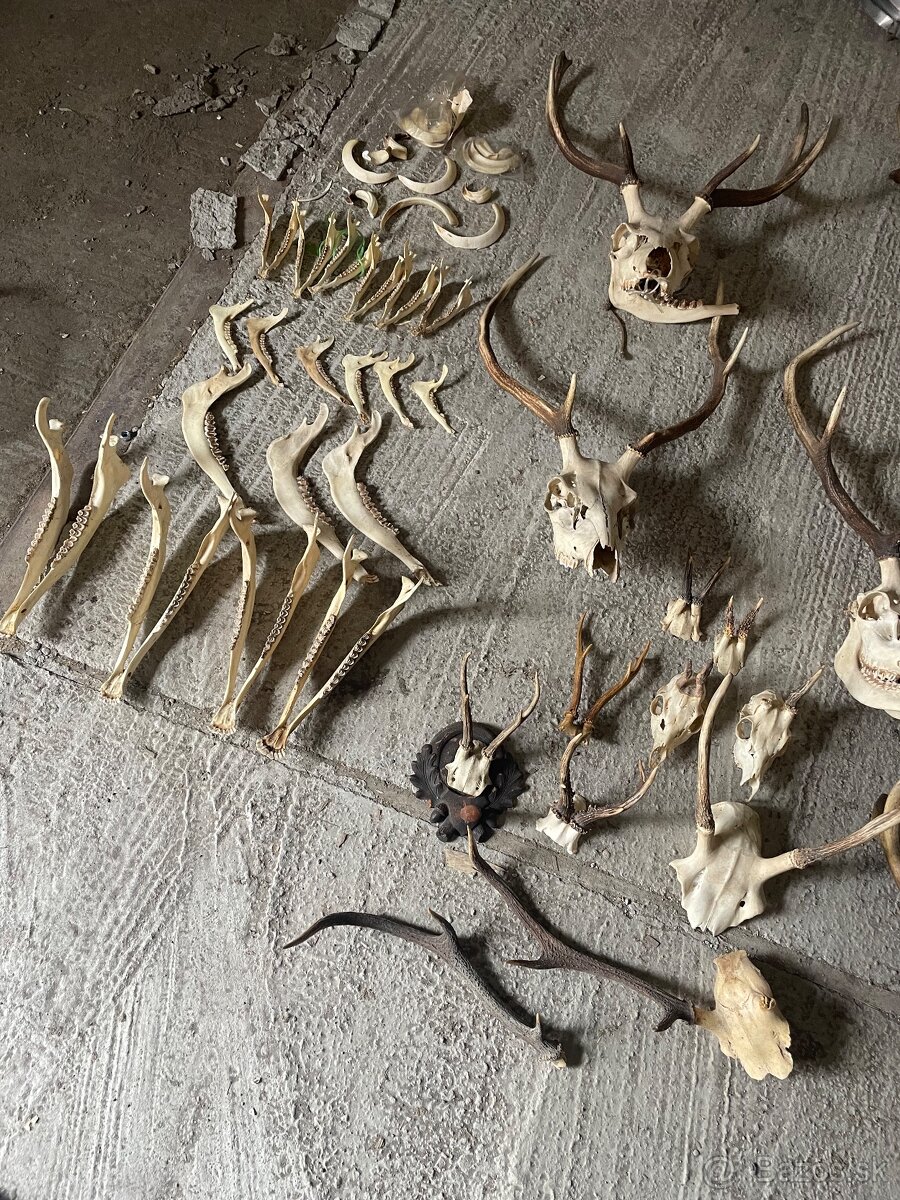 Poľovnícke trofeje – parohy, lebky, čeľuste, diviačie kly - 3