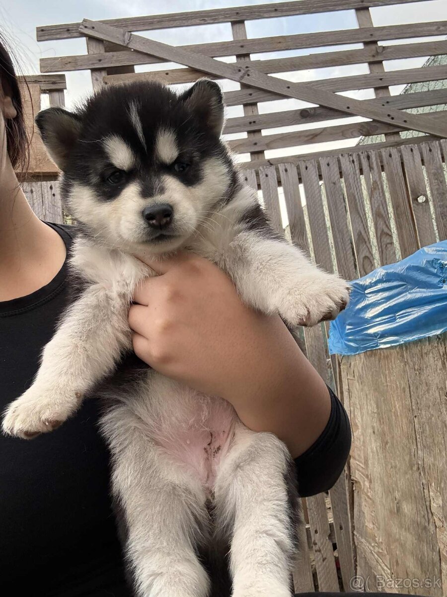 Sibírsky husky šteniatka - 3