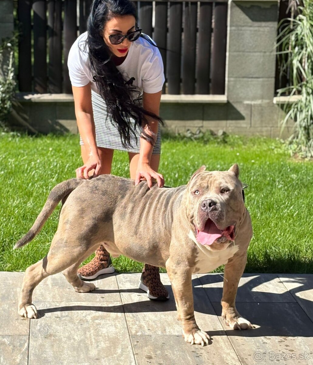 American bully xxl - 3
