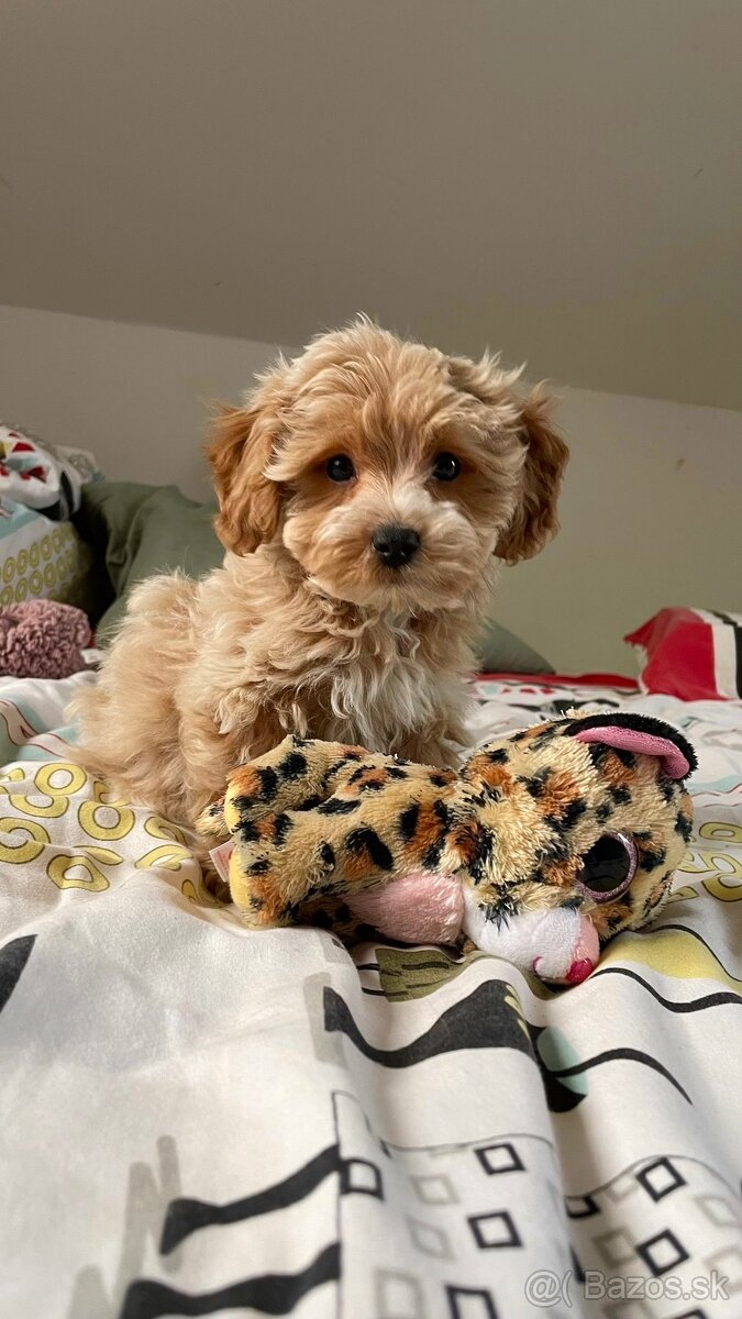 Caramell Maltipoo = Pudel + Maltese - 3
