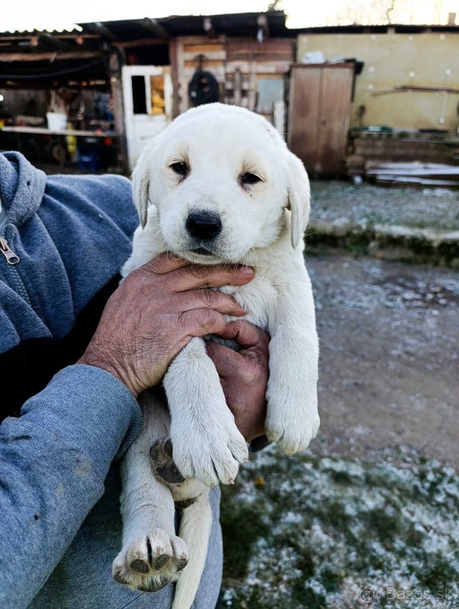 Predám Šteniatka - 3