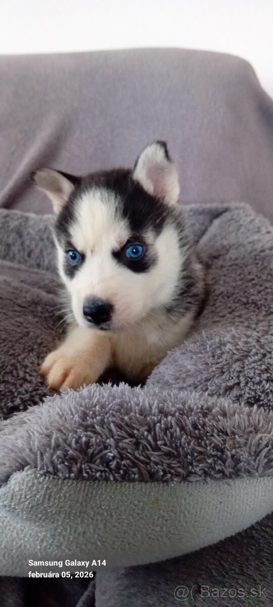 Sibirsky husky steniatka - 3