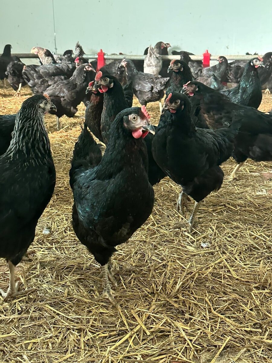 Mládky,nosnice, kurčata - 3