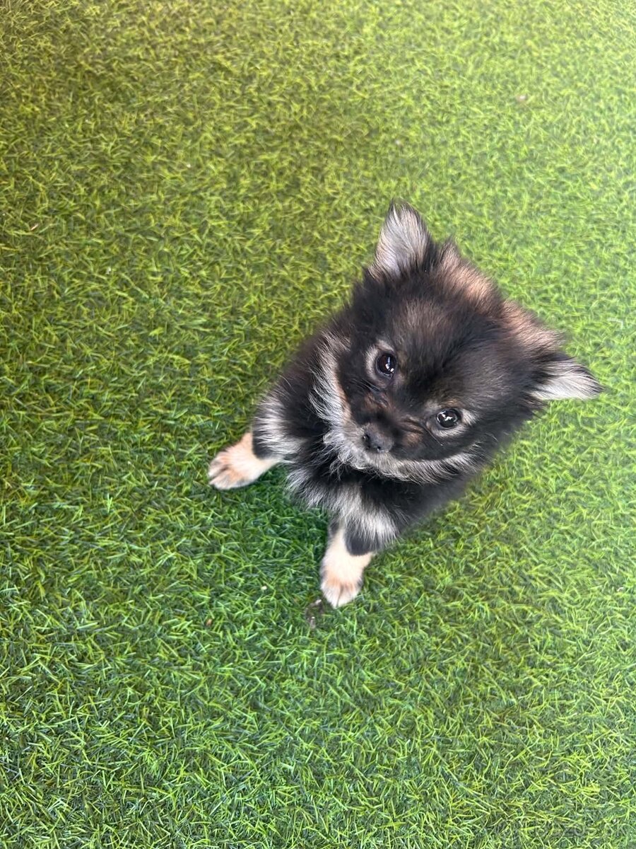 Pomeranian Spicc - 3