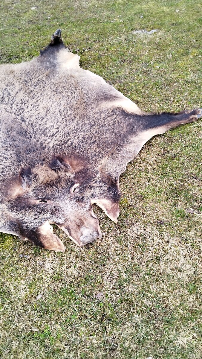 Predám vypracovanu kožu zlatého diviaka parožie zhody trofej - 3