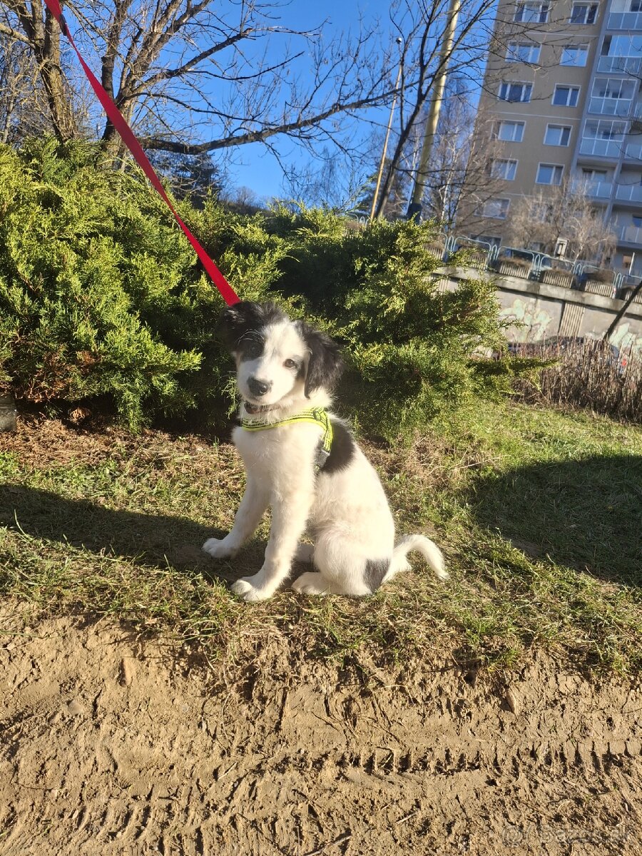 Šteniatko Border kólia - 3