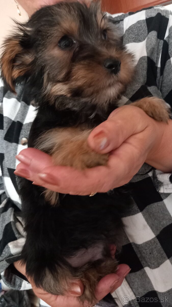 Yorkshire Terrier - 3