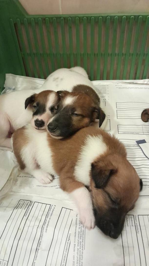 Foxteriér hladkosrstý od Hrubého lesa - 3