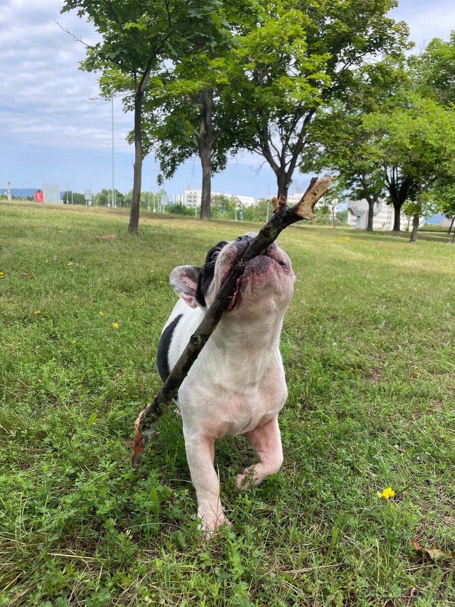 Francúzky Buldoček - 3