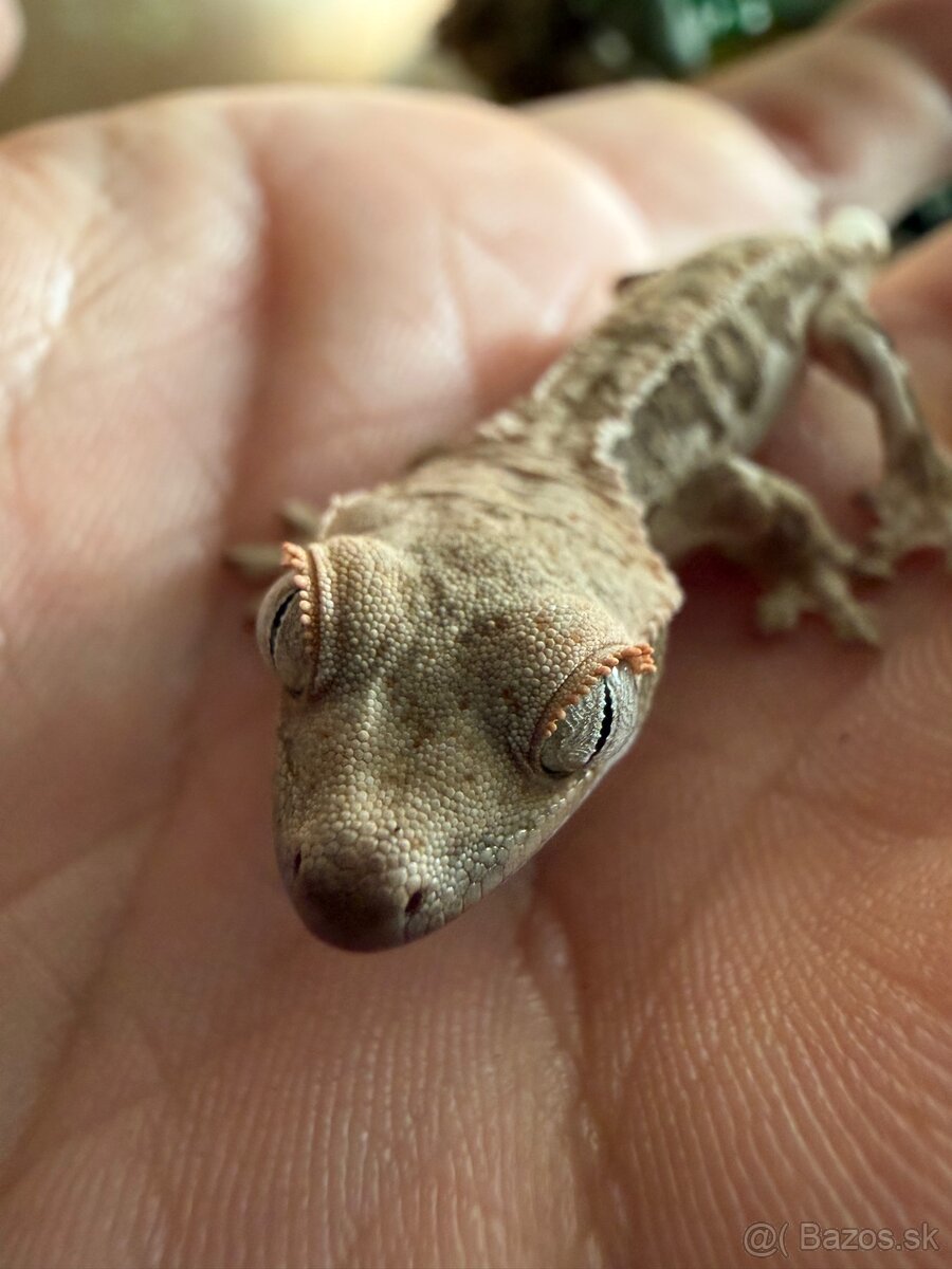 Terárium + Pagekon riasnatý - 3