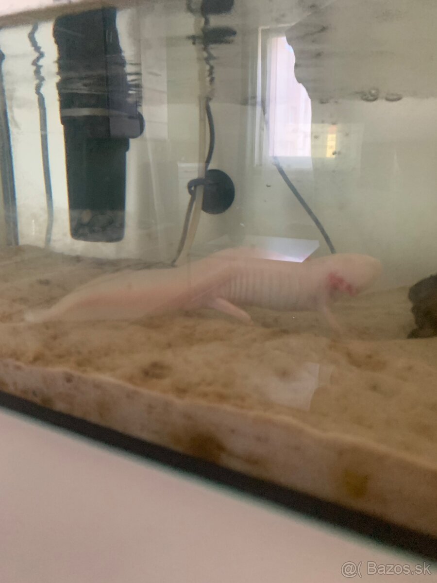 Axolotl - 3