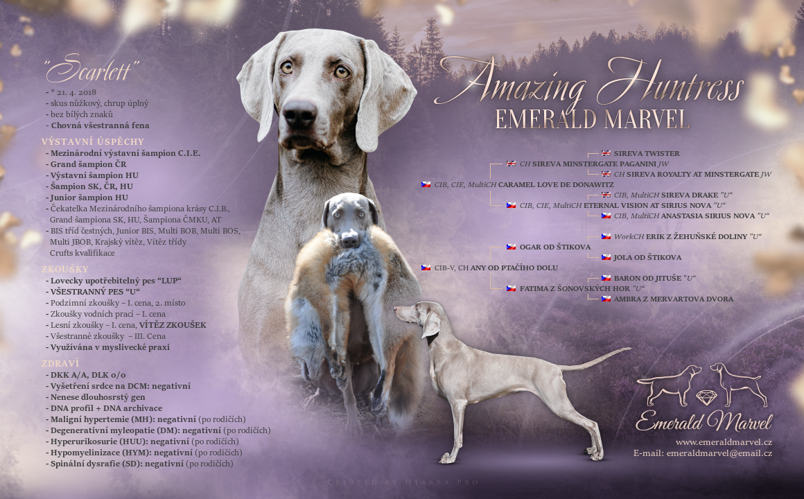 Weimarský krátkosrstý stavač - štěniatka s PP - 3